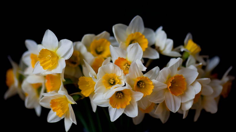 Особый подход: какие выбрать цветы на 8 марта