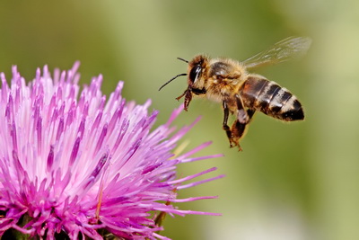 Индикаторы весны: пчела