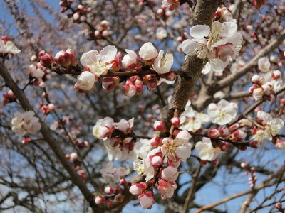 Индикаторы весны: абрикос цветет