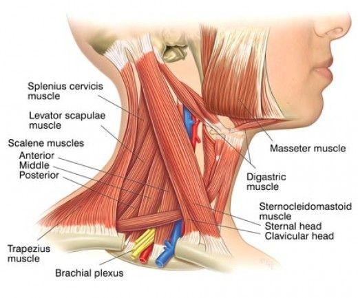 Что делать если болит шея? Структура мышц