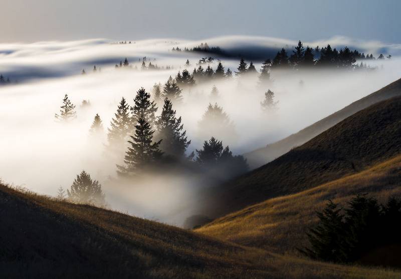 Туман в парке округа Марин (Marin County), Калифорния, США