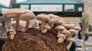 5 грибів, які можна виростити вдома