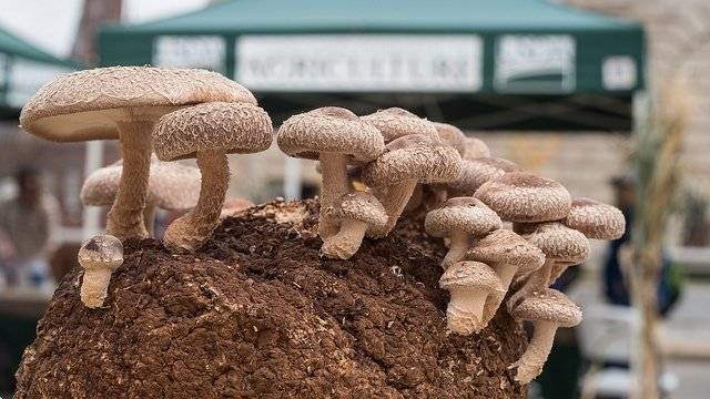5 грибов, которые можно вырастить дома