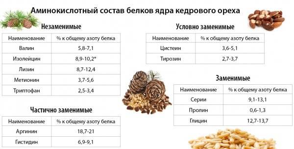 Кедровые орехи – источник здоровья из сердца Сибири