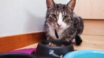 Як вибрати корм для котів: корисні поради