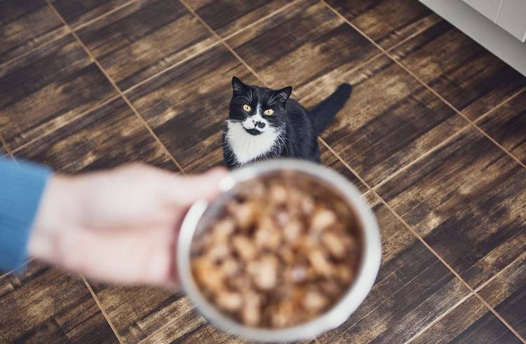 Как выбрать корм для кошек: полезные советы