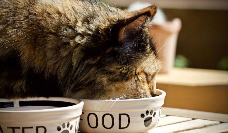 Как выбрать корм для кошек: полезные советы