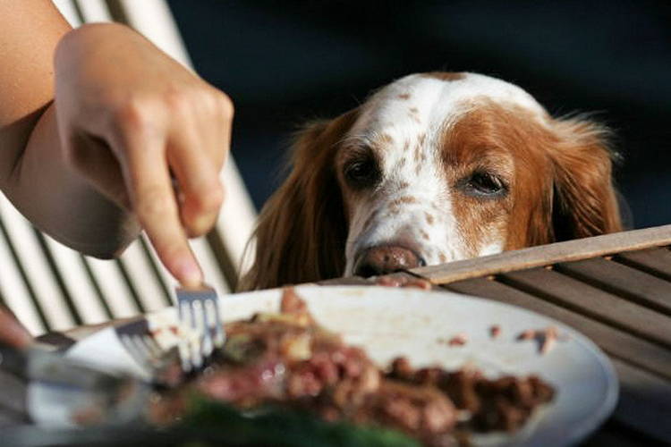 Как отучить собаку выпрашивать еду со стола?